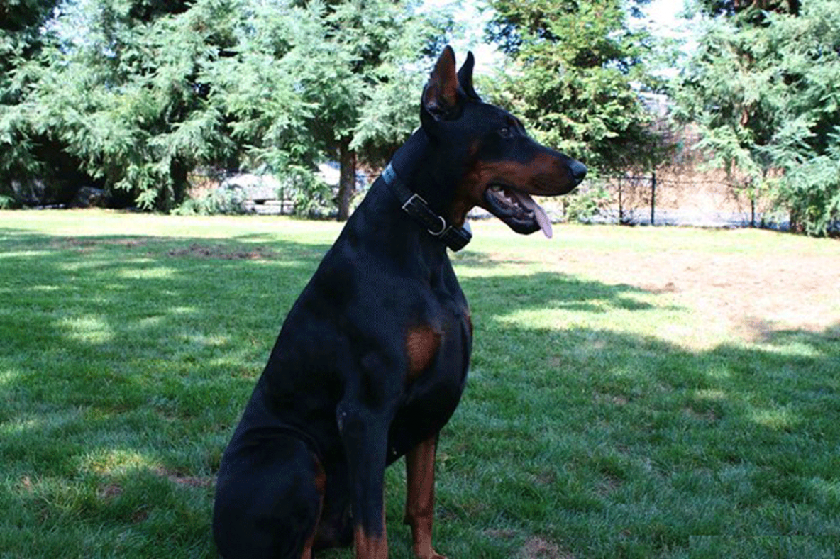 Our Males | Our Male Dobermans | West Coast Doberman