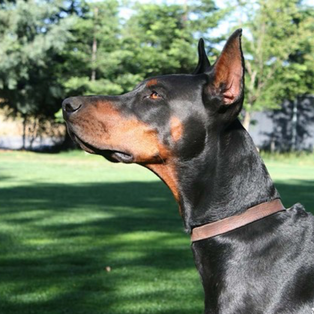 New Litters| Our New Litters | West Coast Doberman