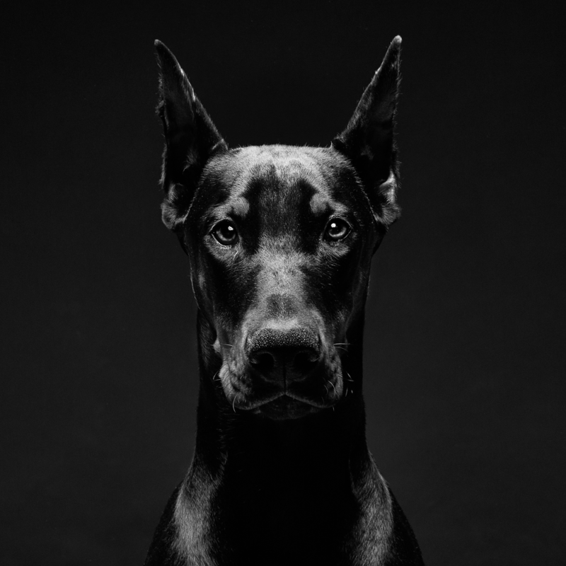 Home | WestCoastDoberman